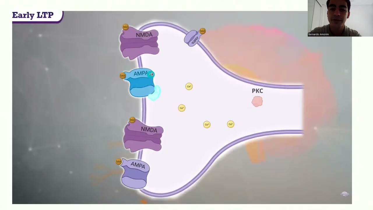 Mecanismos bioquímicos da memória - LTP e LTD