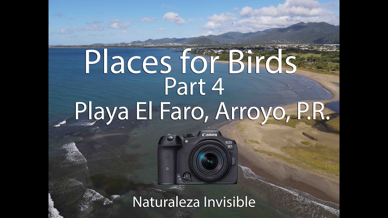 Places for Birds Part 4