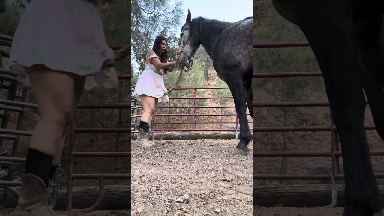 Here is a short video of me trying to teach Emma the horse to back up. I’m not perfect.