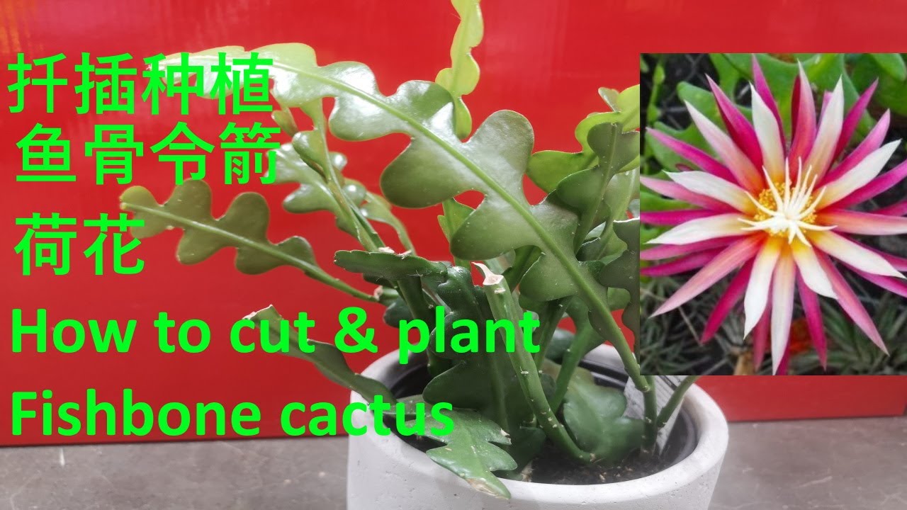 没想到稀奇的鱼骨令箭荷花这么容易种，剪一枝就可以插活/鱼骨令箭怎么养/如何扦插种植鱼骨令箭荷花-how to cut & plant fishbone cactus