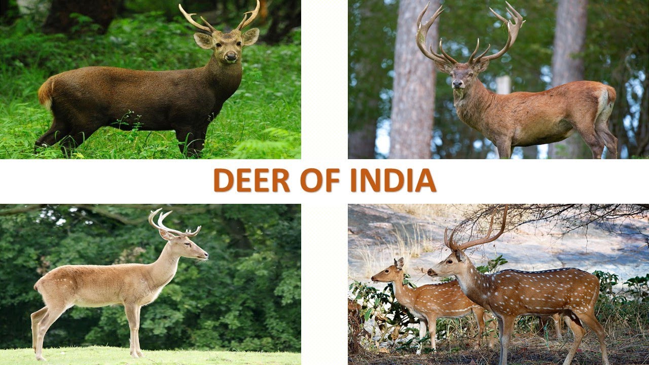 Deer of India 🦌 🇮🇳 | Mammals | Indian Animals