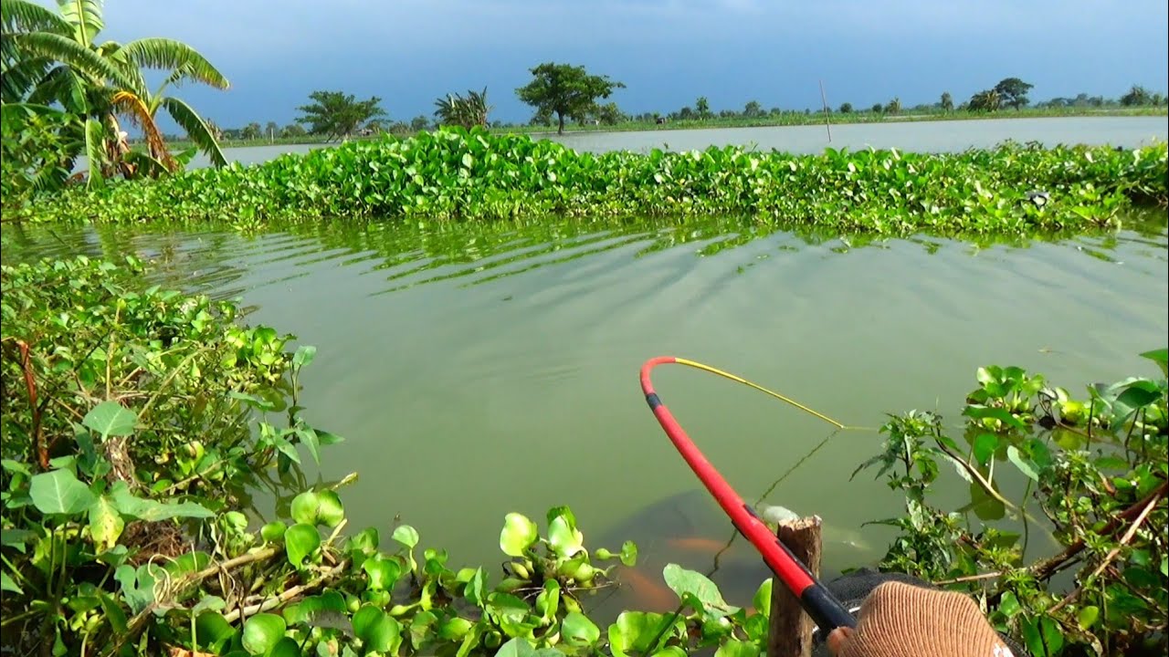 REZEKI NOMPLOK !! SAYA MANCING DAPAT IKAN MAS BABON BABON SEMUA HARI INI, TARIKANNYA BIKIN DEG-DEGAN