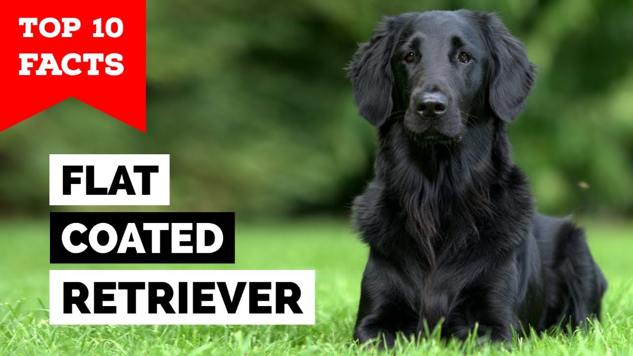 Flat-Coated Retriever - Top 10 Facts