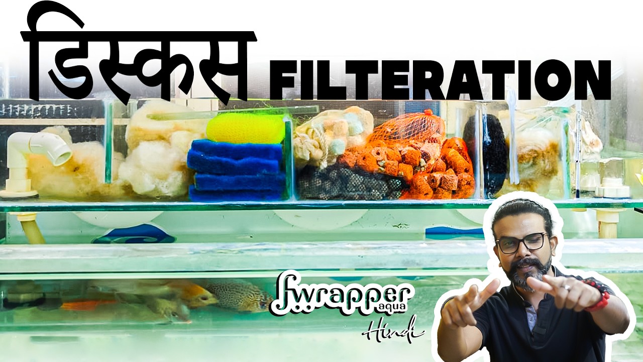 Setting Up a Discus Fish Tank with Top Sump Filtration: A Complete Guide in HINDI