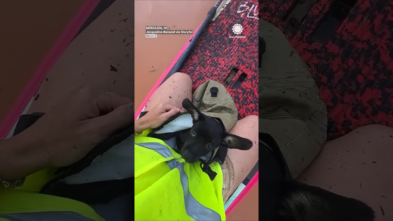 This Woman Rescued Dogs Left Behind During Hawaii Floods