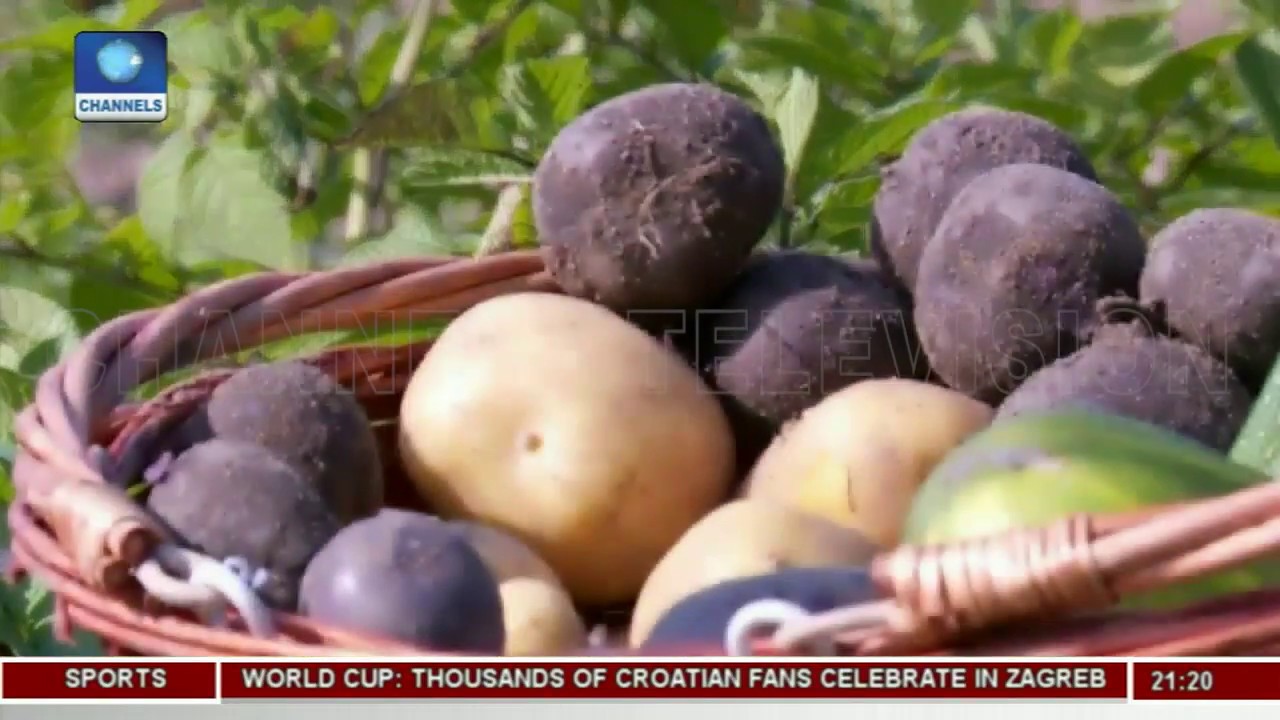 German Farmer Invents IP Gardens Fro City Dwellers |Eco@Africa|