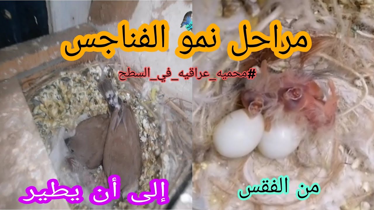 كم عمر الفناجس وتطلع من العش🤔صورت افراخ الفناجس من عمريوم إلى وقت الطيران