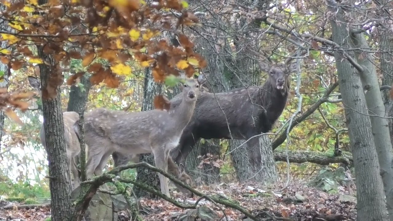 Můj Rok v Oboře Bělecký Mlýn = LISTOPAD = 2. část - Jelen Sika Dybowského a Daněk Evropský