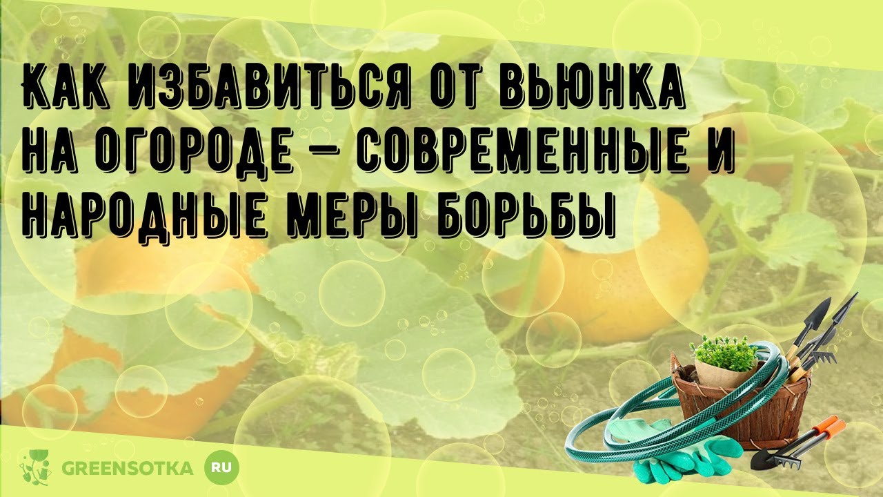 Как избавиться от вьюнка на огороде — современные и народные меры борьбы