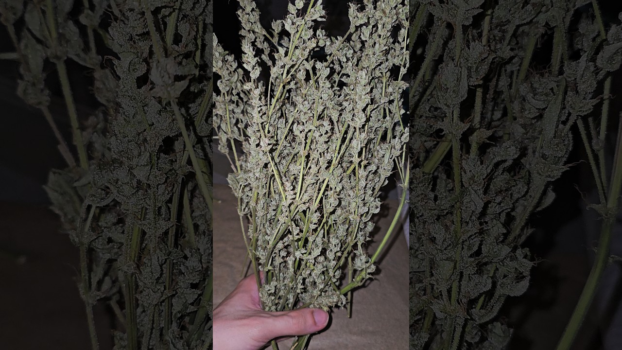 2. legale Balkon Ernte DR.GRINSPOON Ph&auml;no! Wildes Cannabis! Extrem harzig!