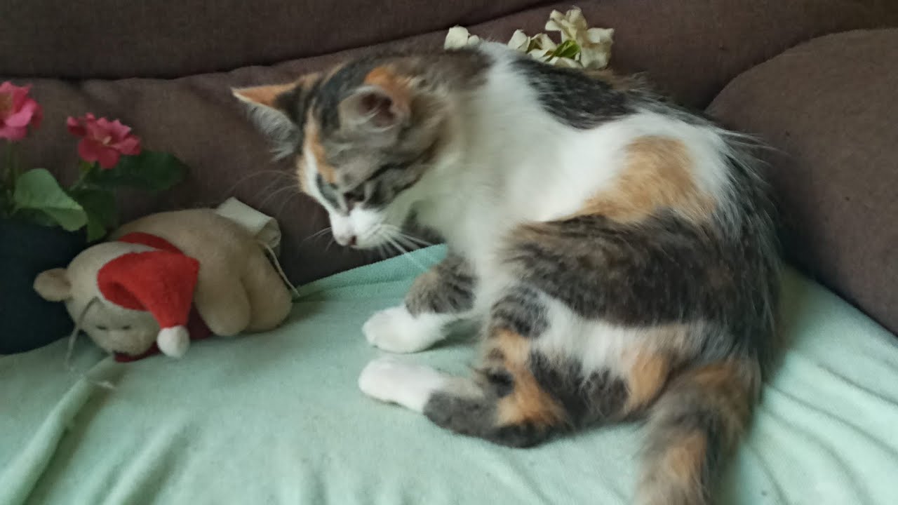 Time Machine Cats !!!! Longest Daily Cat's Story
