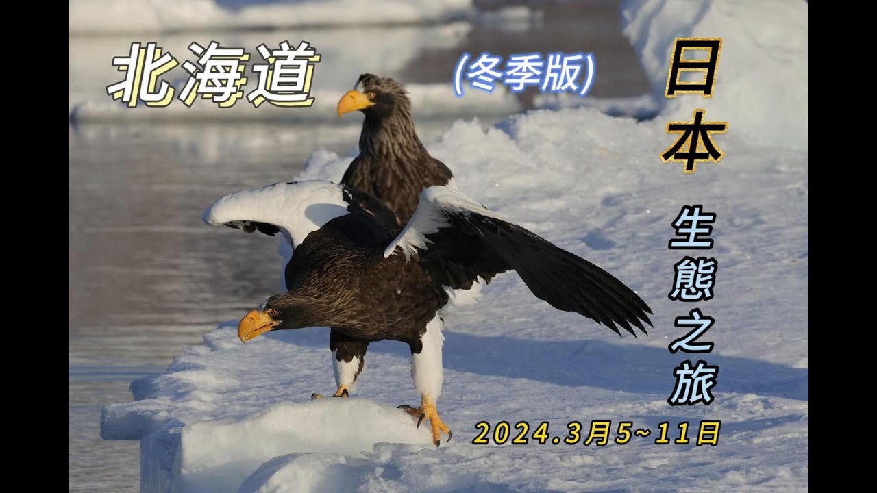 日本北海道冬季生態之旅  搭船出海拍羅臼流冰上的海鵰