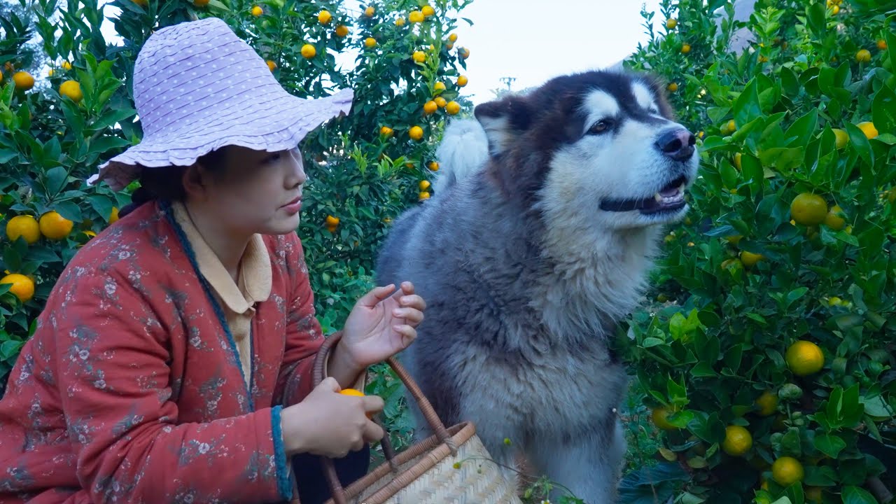 幸福的家庭出游日，带着大王和来福全家人一起出门摘橘子 Happy family day, taking Dawang and Laifu to pick oranges with the family