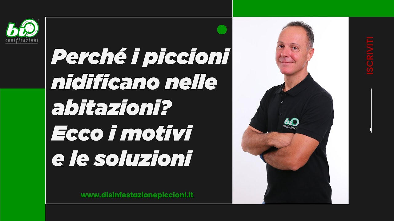 Perché i piccioni nidificano nelle abitazioni? Ecco i motivi e le soluzioni