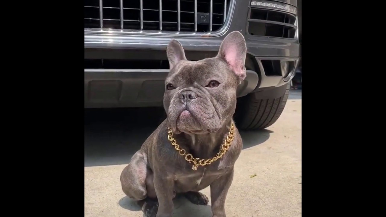 [New 2019] Gotta Love a French Bulldog