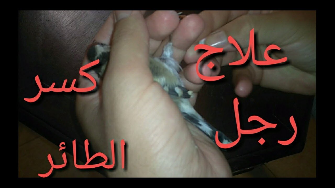 كسر رجل طائر الحسون، طريقة العلاج صالح لجميع الطيور