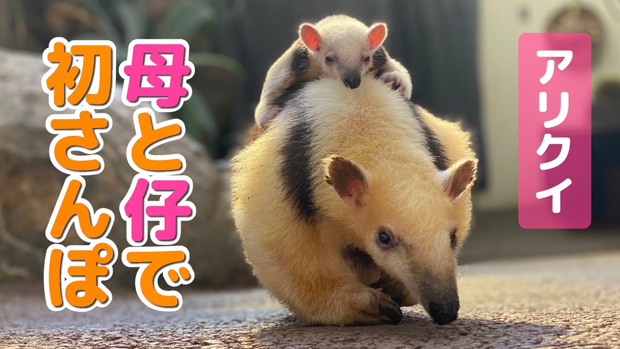 【動物の赤ちゃん】ミナミコアリクイの四男イク　はじめてまとめ後編～tamandua baby～