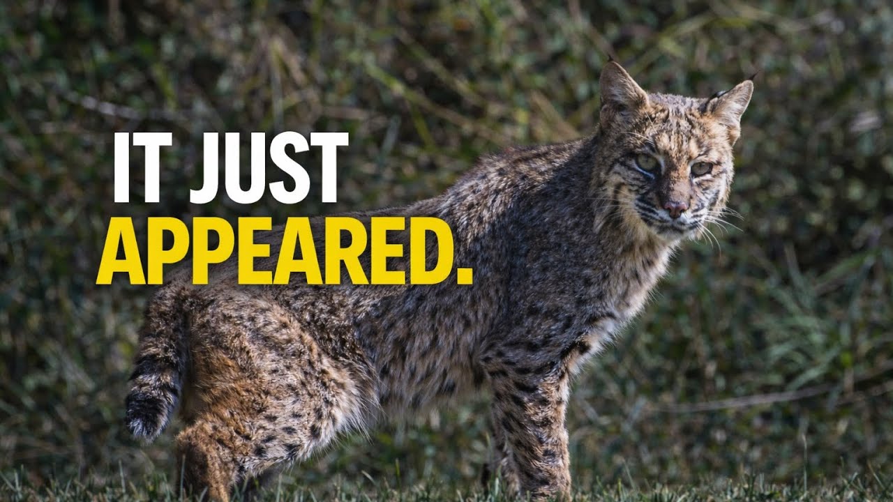 BOBCAT BOOM: PREDATORS ON THE PROWL