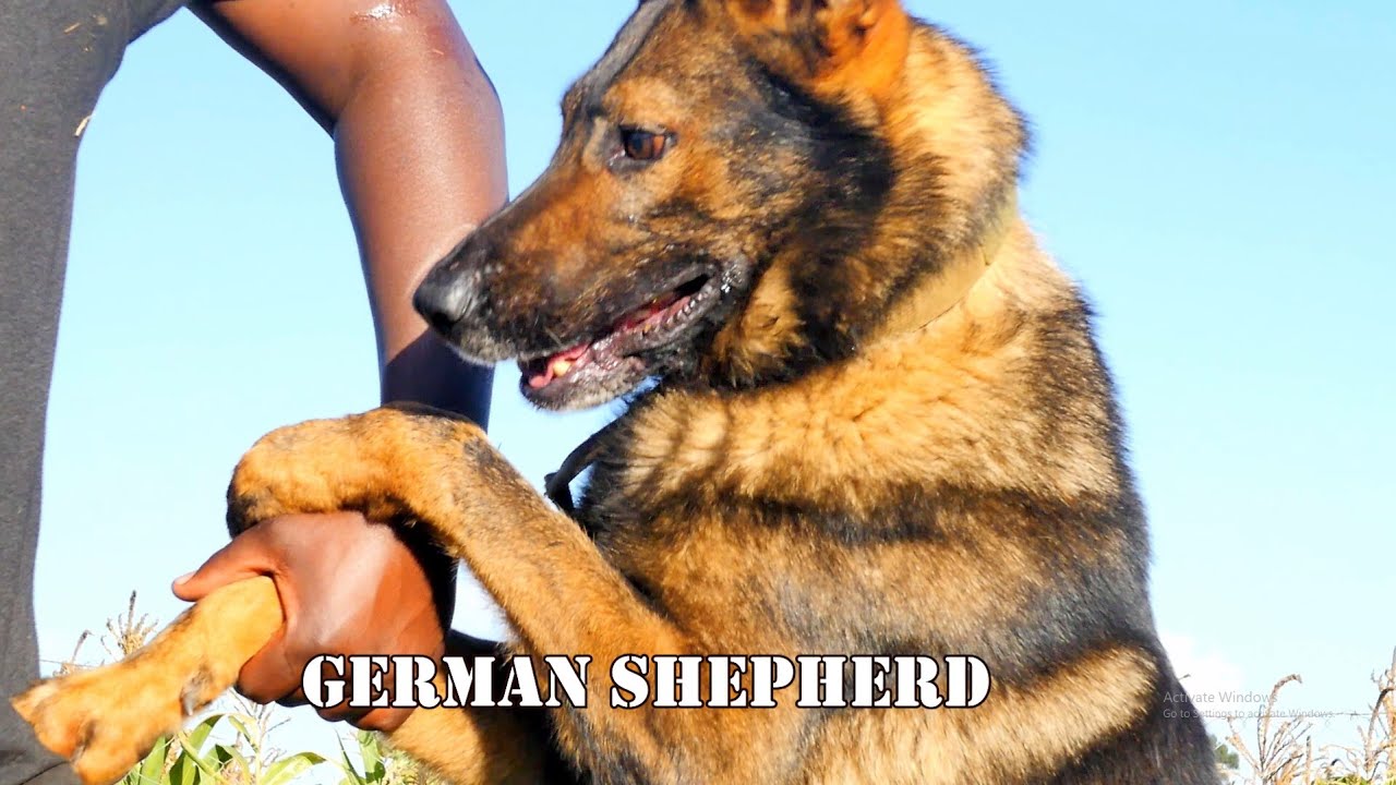 GERMAN SHEPHERD SABLE WORKING LINE : THE ULTIMATE SHEPHERD FOR SERIOUS TRAINING 🐕💥