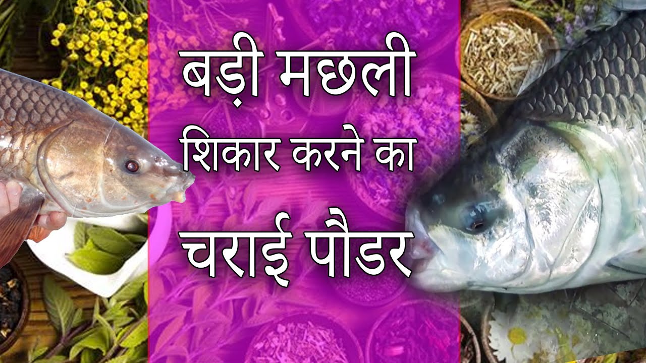 बड़ी मछली शिकार करने का चराई पौडर Amazing Kaali Charaai Powder For Rohu Catla 