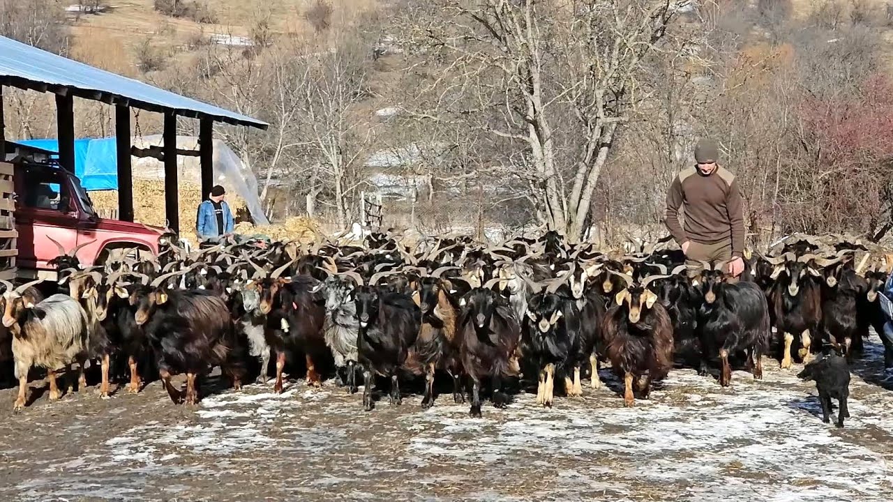 TANARUL ADRIAN MIRICA ARE O TURMA DE CAPRE CUM RAR MAI VEZI IN ROMANIA.CAPRE CARPATINE DEOSEBITE.