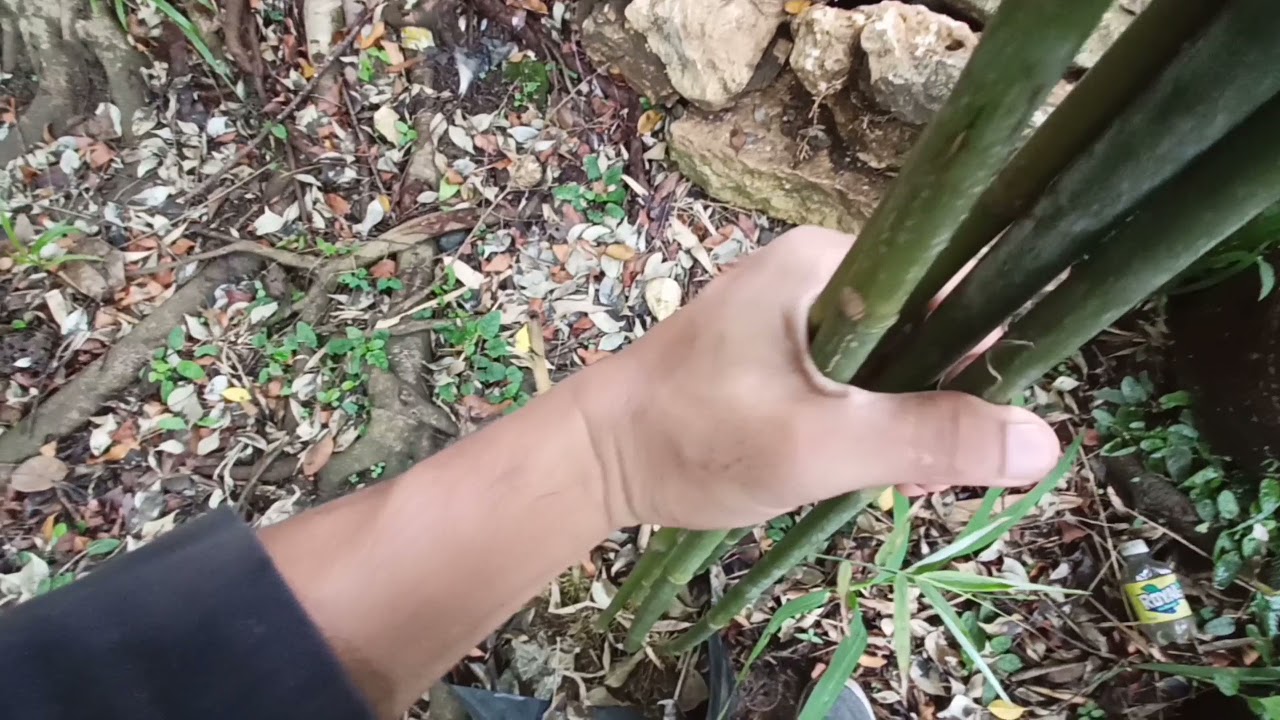 THAILAND BAMBOO
