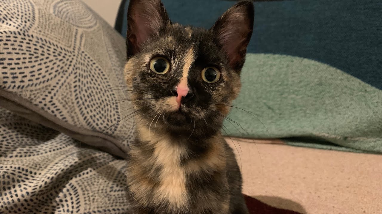 У вашей кошки нет инфекции мочевыводящих путей — краткая лекция о заболеваниях мочевыводящих путе...