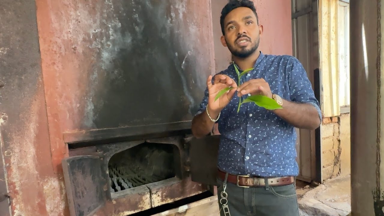 [Factory Tour] How Sri Lanka Makes the World's Best Tea 🇱🇰