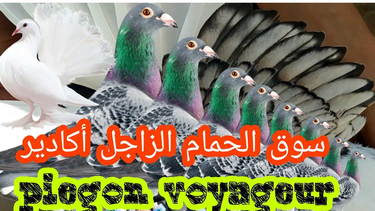 جولة صباحية في سوق الحمام الزاجل ودجاج الزينة باكادير