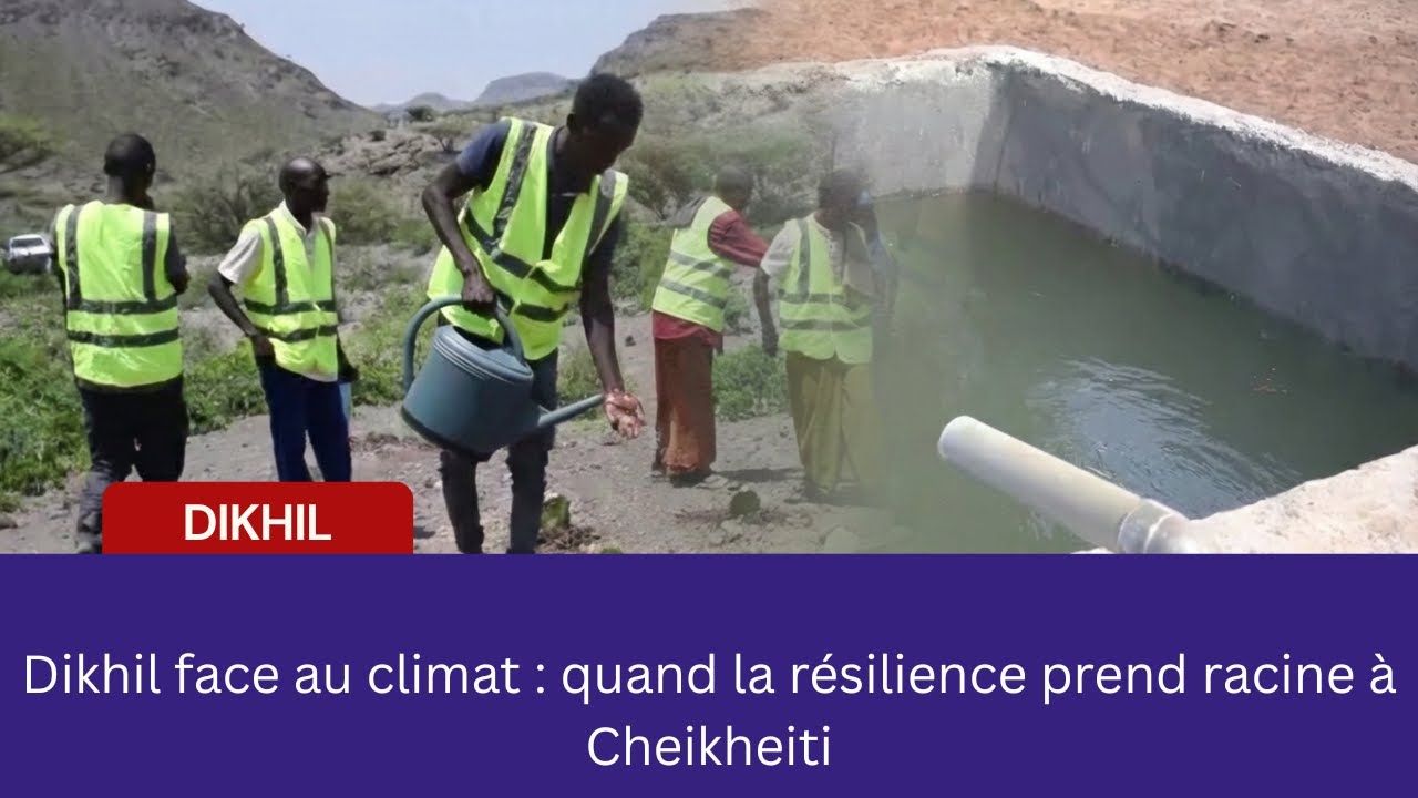 Dikhil face au climat : quand la résilience prend racine à Cheikheiti.