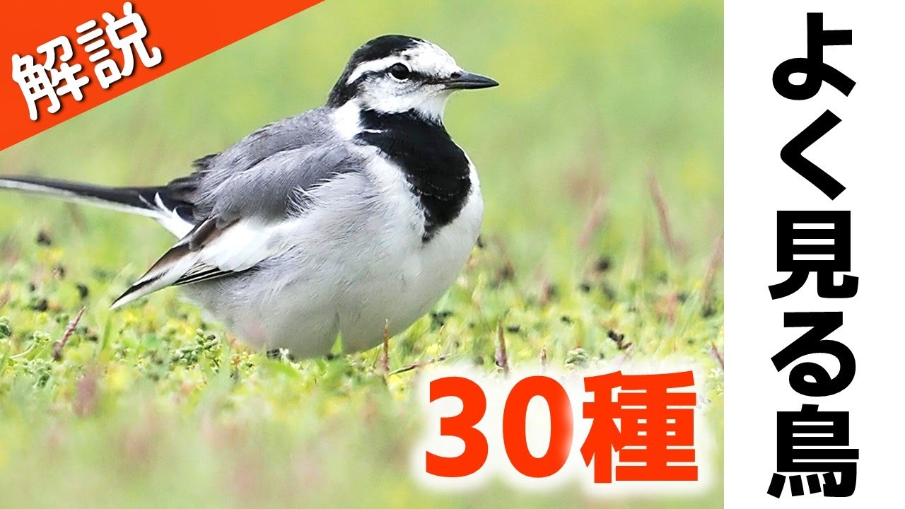 超入門！よく見る野鳥30種【解説】