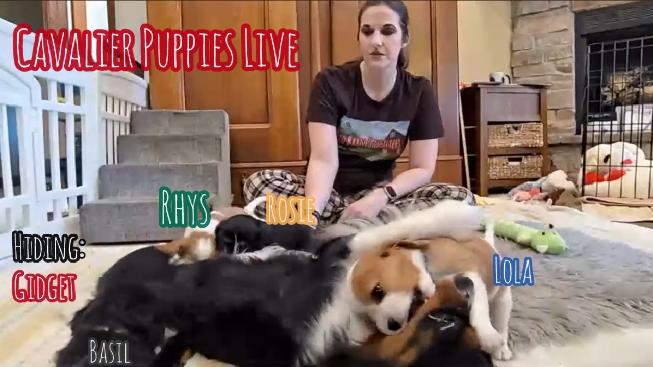 Cavalier Puppy Livestream: Puppies Play with Mocha!