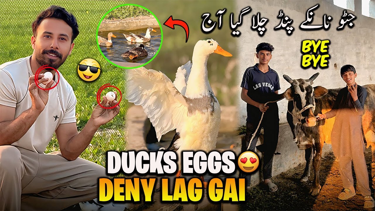 Ducks Eggs Deny Lag Gai🥚😍New Cow Agai Aj Rate bht Zada😱