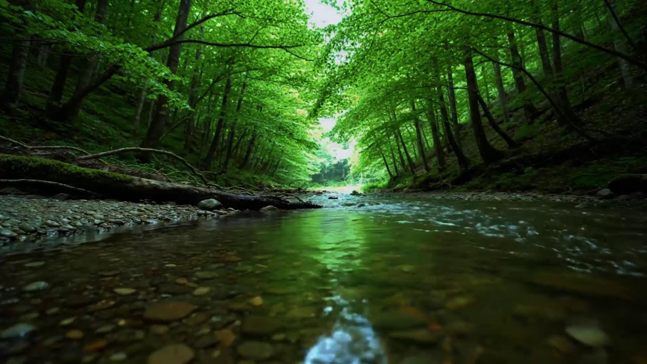 Beautiful Birdsong Deep in the Forest 🌿 Nightingale Singing & Relaxing Nature Sounds for Sleep, Rela