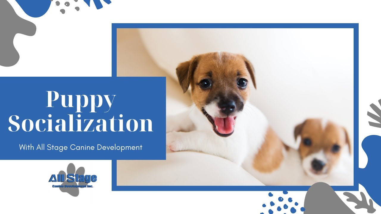 Puppy Socialization at All Stage Canine Development 2021