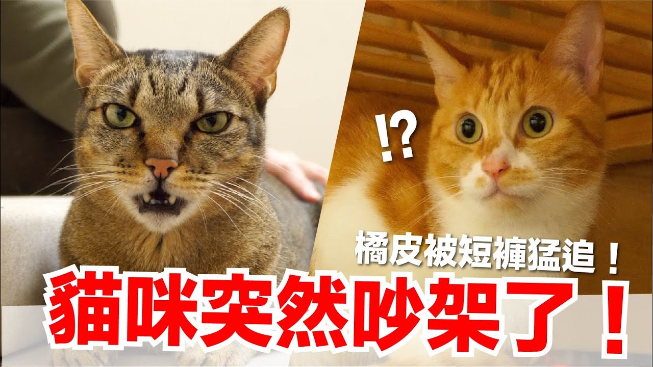 【好味小姐】貓咪突然吵架了！橘皮被短褲猛追！｜好味貓日常EP100