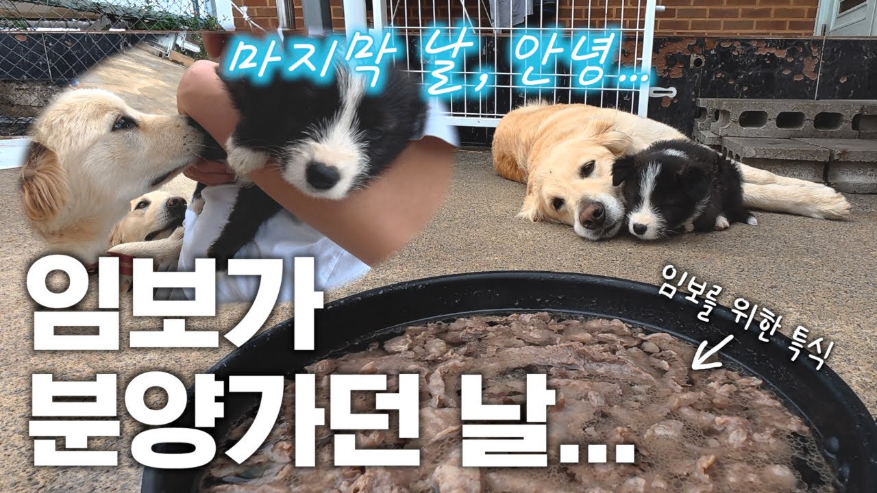 임보 분양가는날 양보 할수없는 특식이 나오는데..눈물 주의