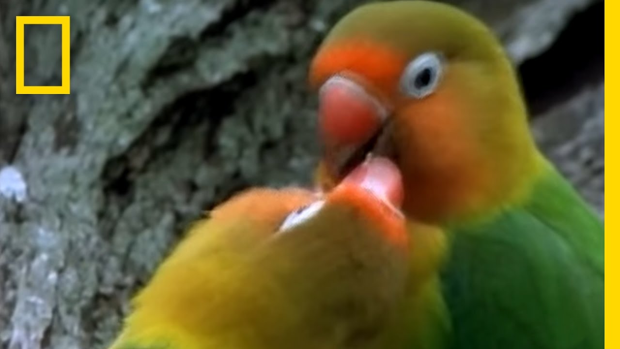 Birds of Paradise - Lovebirds | National Geographic