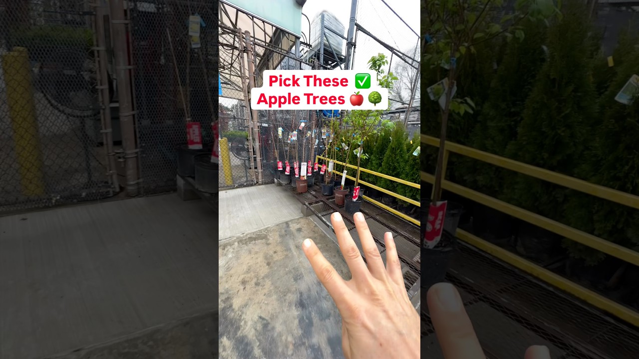 Соберите эти яблони! #яблоки #выращивайтесвоюеду #сад #садоводство #фруктовыедеревья
