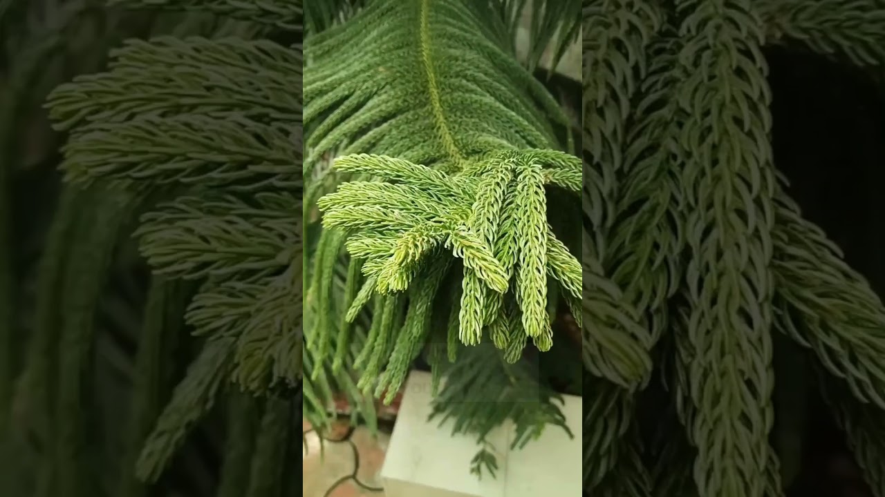 6 Best Evergreen Plants for Hot Summer | Low-Maintenance & Heat-Resistant Garden Plants #summer