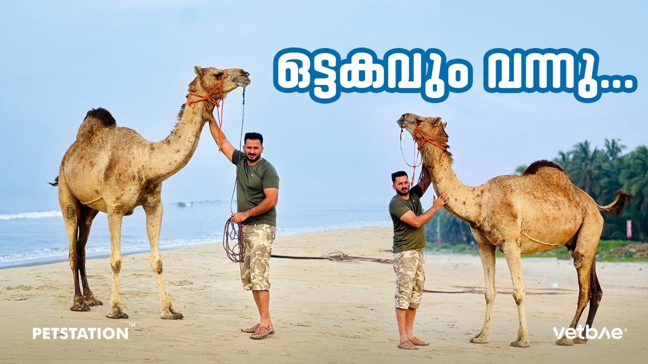 "കലി" എന്ന ഒട്ടകത്തിനെ പെറ്റ്സ്റ്റേഷനിൽ കൊണ്ട്‌ വന്നു.. Female camel Kali..