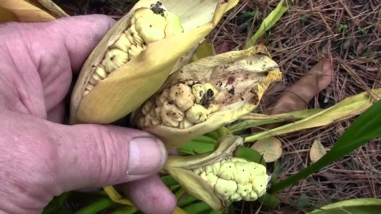 HARVESTING CALLA LILY SEED PODS