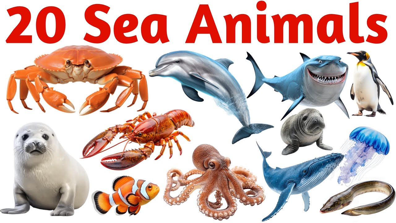 20 समुद्री जानवर | Learn 20 Sea Animals Names in English with Pictures and Sounds for Kids