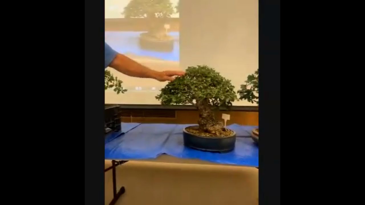 American Bonsai Association Sacramento presents JT Thompson discussing and demonstrating oak bonsai.