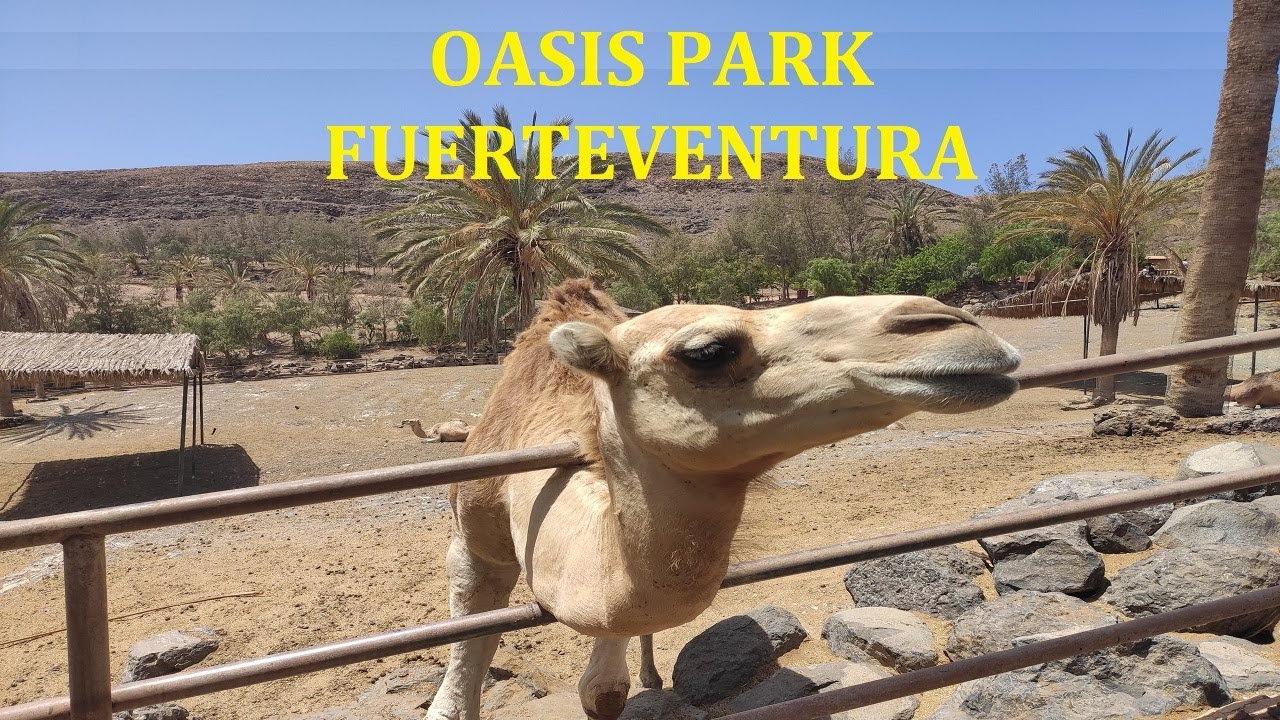 Oasis Wildlife Park Fuerteventura - Toller Zoo - Tierpark