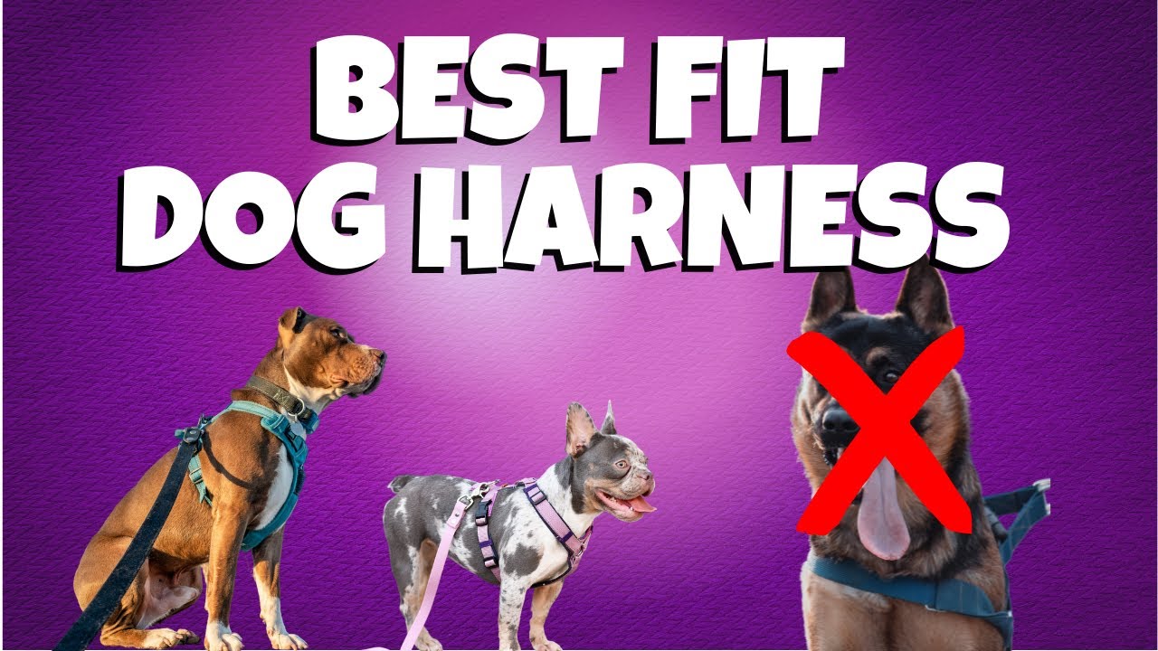 Choosing a Dog Harness - Best Fit and How to Train Your Dog To LOVE the Harness