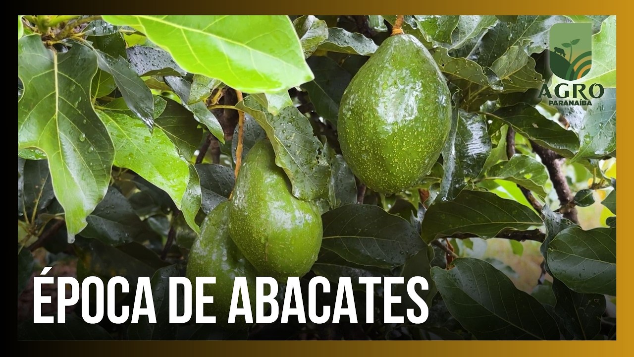 É época de abacate: em Uberlândia, produção familiar movimenta 40 toneladas por ano