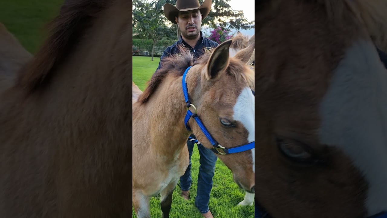 potrillos Destetados Rancho El Quevedeño