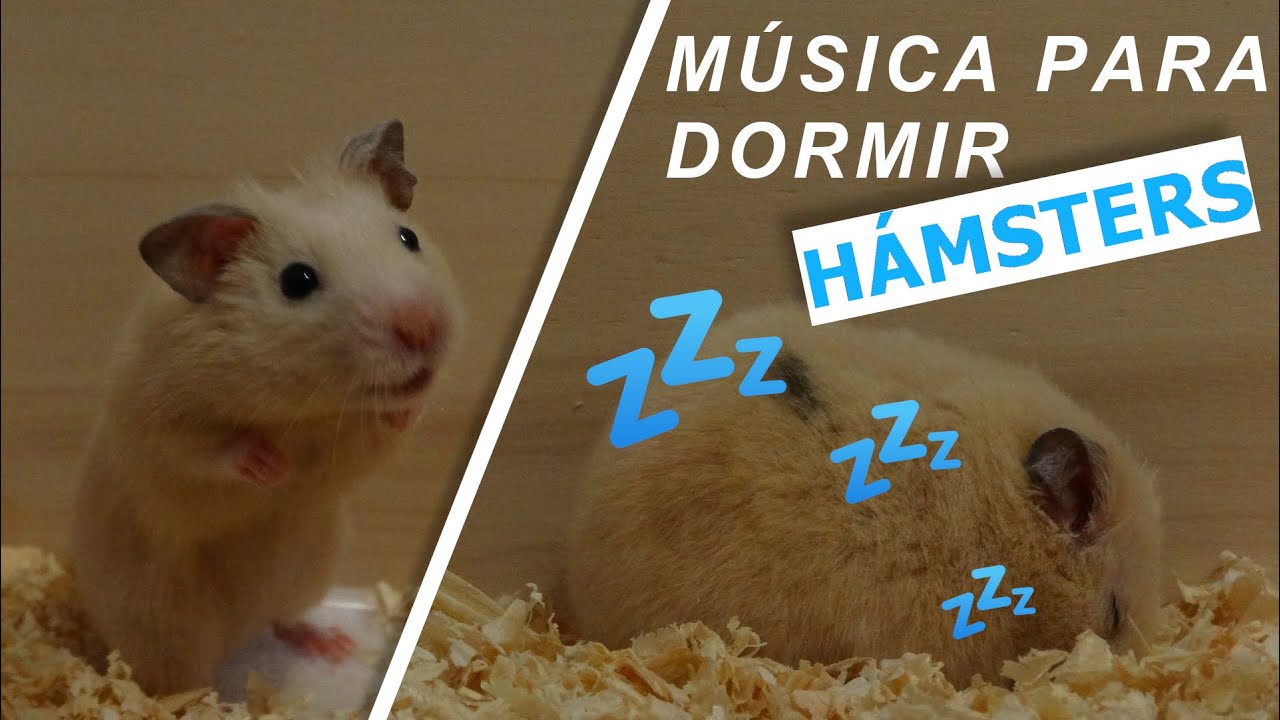 MÚSICA PARA dormir HÁMSTERS 💤💤🐹💤💤
