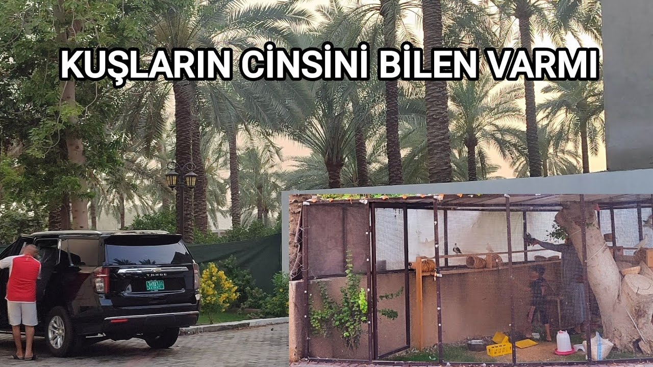 IRAK BAĞDATTA SIRADIŞI GÜVERCİNLER GÖRDÜK.